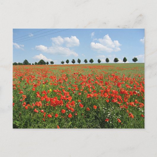 Carte Postale Champ Poppy (Devant)