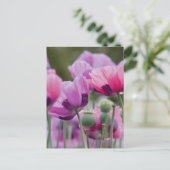 Carte postale Champ Poppy (Debout devant)