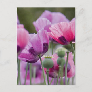 Carte postale Champ Poppy