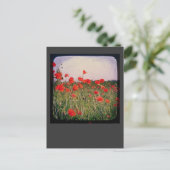Carte Postale Champ Poppy (Debout devant)