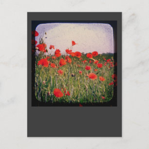Carte Postale Champ Poppy