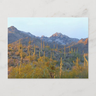 Carte Postale Champ Sunlit Saguaro