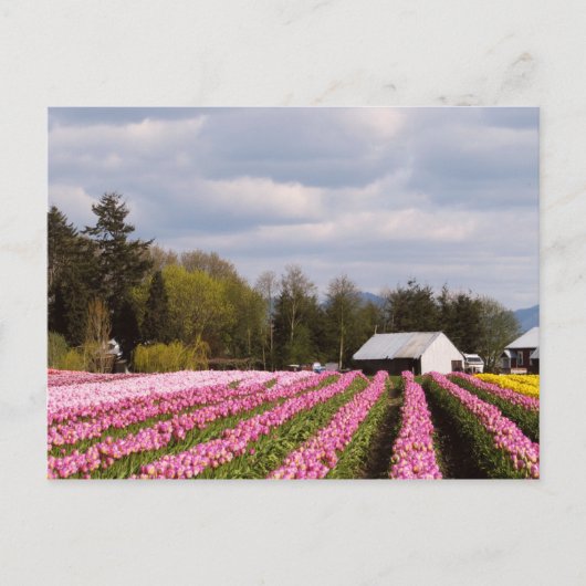 Carte Postale Champ Tulipe rose (Devant)