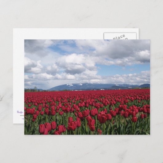 Carte Postale Champ Tulipe rouge (Devant / Derrière)