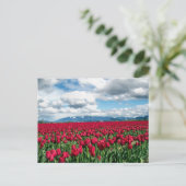 Carte Postale Champ Tulipe rouge (Debout devant)