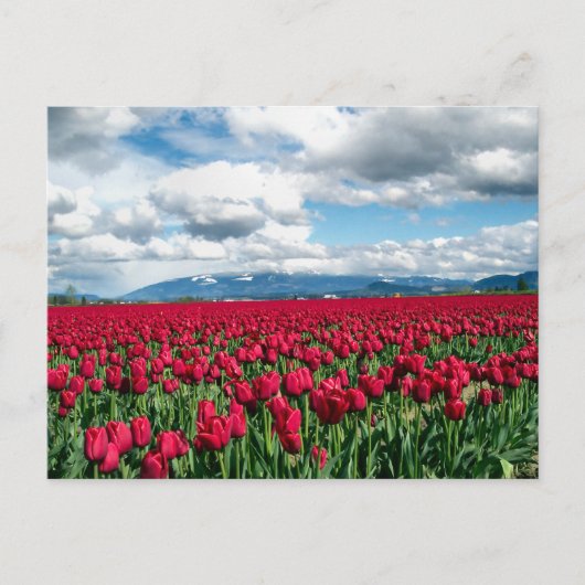 Carte Postale Champ Tulipe rouge (Devant)