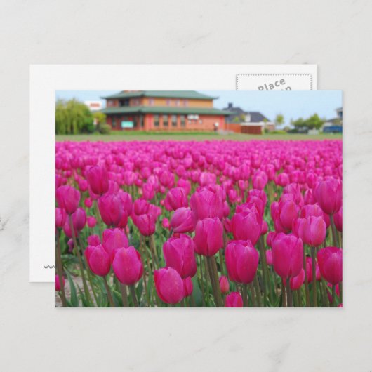 Carte Postale Champ Tulipes (Devant / Derrière)