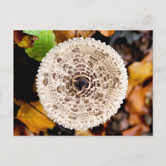 Carte Postale Champagne (Devant)