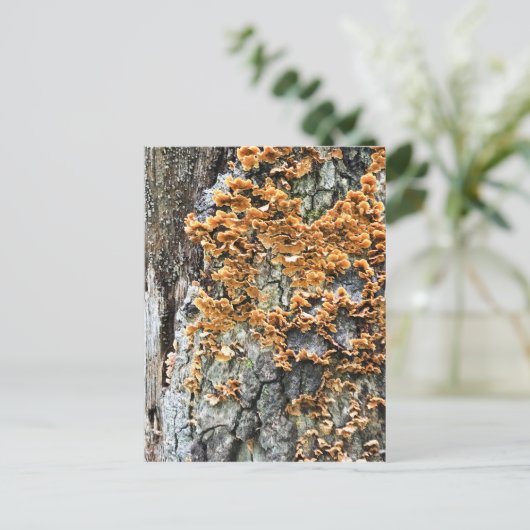 Carte Postale champignon (Debout devant)