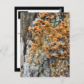 Carte Postale champignon (Devant / Derrière)