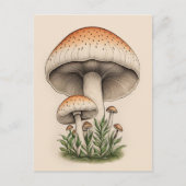 Carte Postale champignon (Devant)