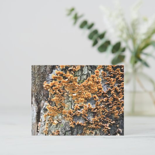 Carte Postale champignon (Debout devant)