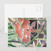 Carte Postale champignon (Devant / Derrière)