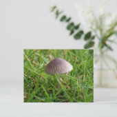 Carte postale Champignon (Debout devant)