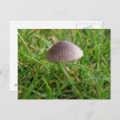 Carte postale Champignon (Devant / Derrière)
