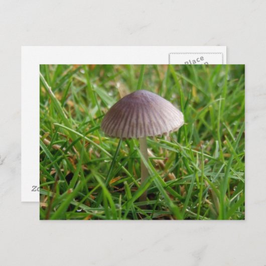 Carte postale Champignon (Devant / Derrière)