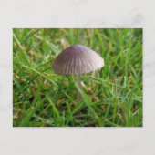 Carte postale Champignon (Devant)