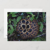 Carte postale Champignon (Devant / Derrière)