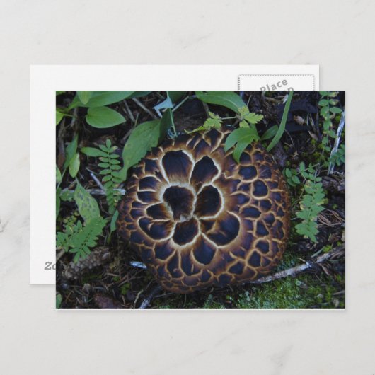 Carte postale Champignon (Devant / Derrière)