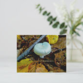 Carte postale Champignon Aqua (Debout devant)