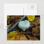 Carte postale Champignon Aqua (Devant / Derrière)