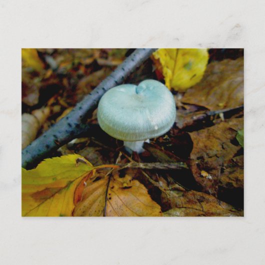 Carte postale Champignon Aqua (Devant)
