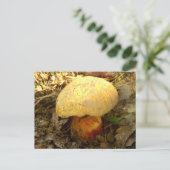 Carte postale champignon Boletus torosus (Debout devant)