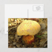 Carte postale champignon Boletus torosus (Devant / Derrière)