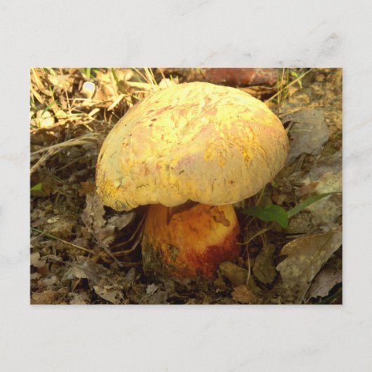 Carte postale champignon Boletus torosus (Devant)