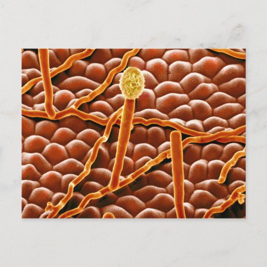 Carte Postale Champignon de rouille pulvérulente sur la (Devant)