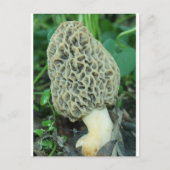 Carte Postale Champignon jaune Morel (Devant)