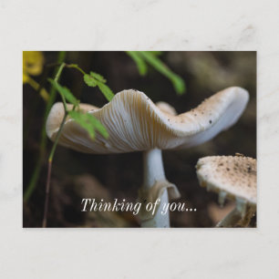 Carte postale Champignon Parasol Pensées pour toi