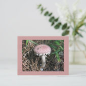 Carte Postale Champignon rose (Debout devant)
