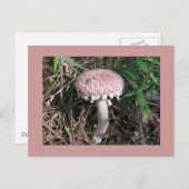 Carte Postale Champignon rose (Devant / Derrière)