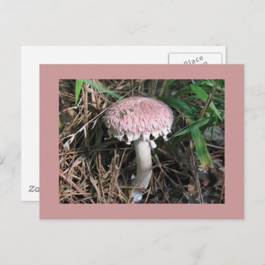Carte Postale Champignon rose (Devant / Derrière)