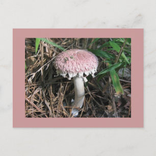 Carte Postale Champignon rose