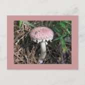 Carte Postale Champignon rose (Devant)
