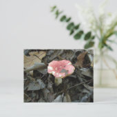 Carte postale Champignon Rouge (Debout devant)