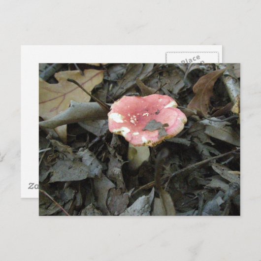 Carte postale Champignon Rouge (Devant / Derrière)