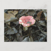 Carte postale Champignon Rouge (Devant)