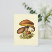 Carte Postale Champignon Vintage Brown (Debout devant)
