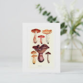 Carte Postale Champignons (Debout devant)