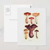 Carte Postale Champignons (Devant / Derrière)