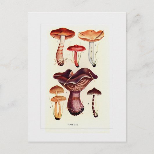 Carte Postale Champignons (Devant)
