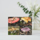 Carte postale Champignons (Debout devant)