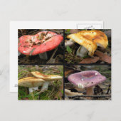 Carte postale Champignons (Devant / Derrière)