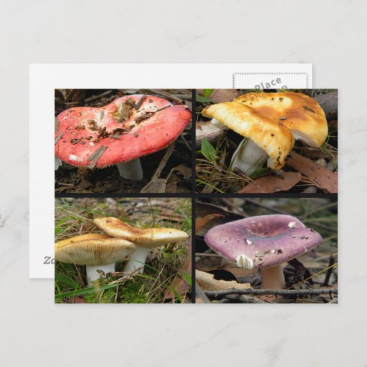 Carte postale Champignons (Devant / Derrière)