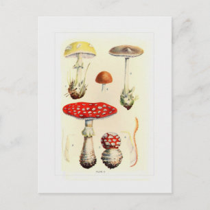 Carte Postale Champignons