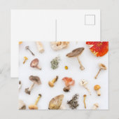 Carte Postale Champignons (Devant / Derrière)
