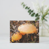 Carte Postale Champignons (Debout devant)
